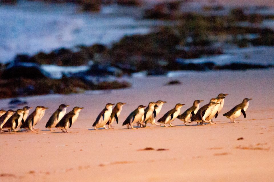 From Melbourne: Phillip Island Penguin Parade Eco Tour - Inclusions