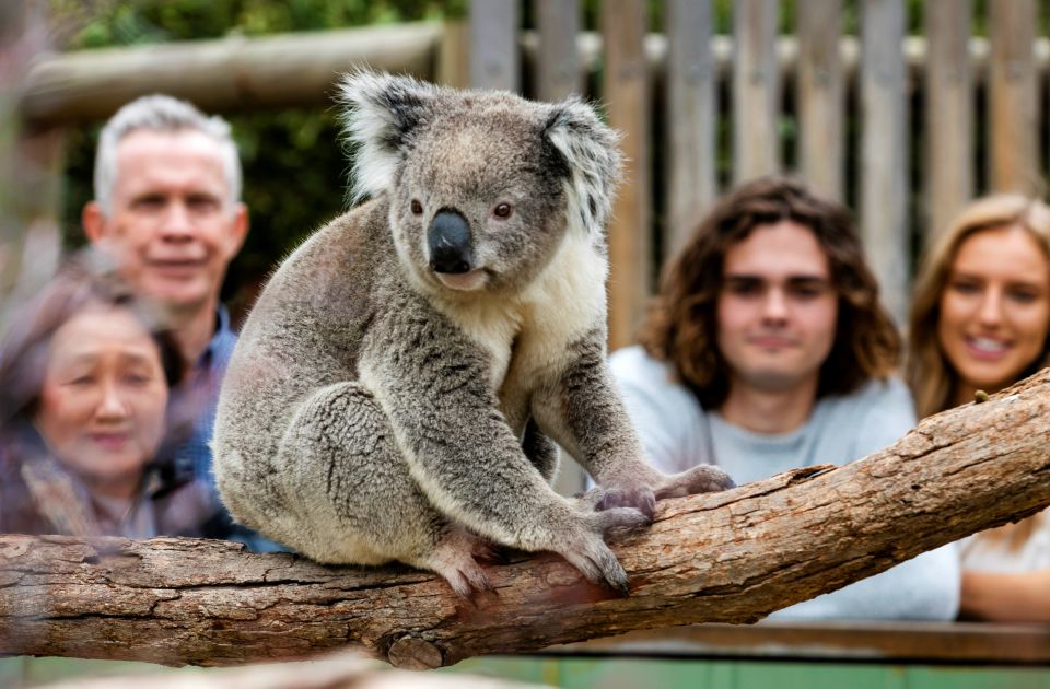 From Melbourne: Phillip Island Penguin Parade Eco Tour - Customer Reviews