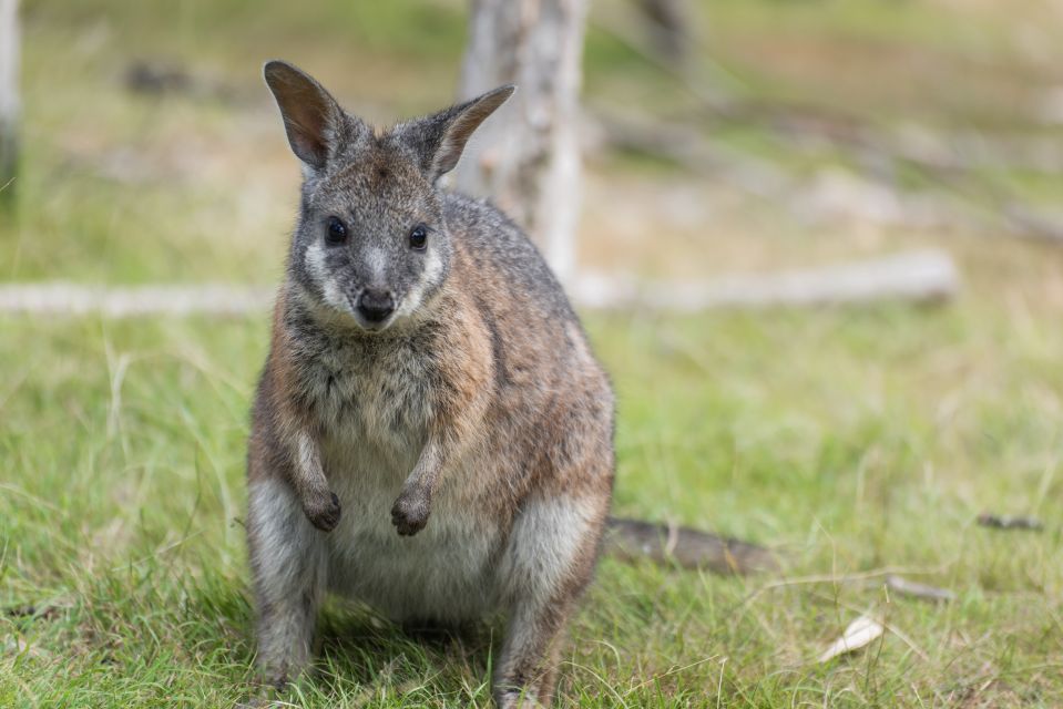 From Melbourne: Phillip Island Penguin Parade Eco Tour - Frequently Asked Questions