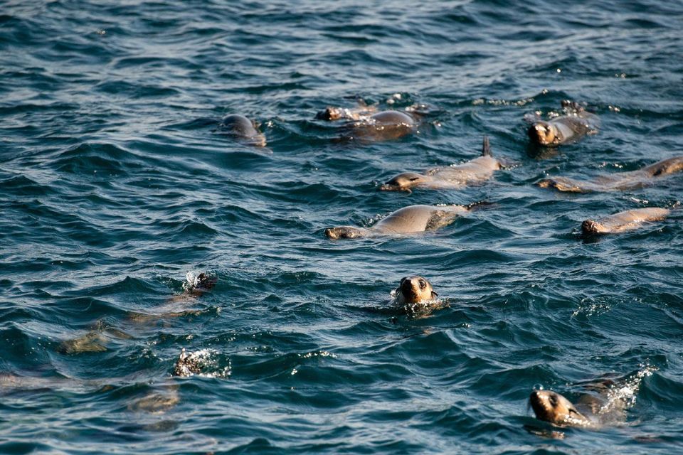 From Melbourne: Phillip Island Penguin Parade Express Tour - Tour Details