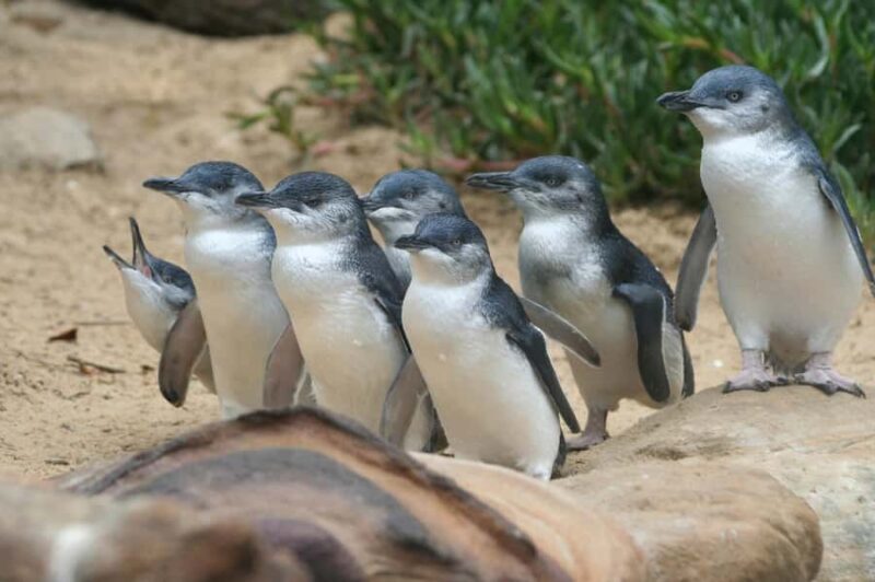 From Melbourne: Phillip Island Penguin Parade & Koalas Tour - FAQs