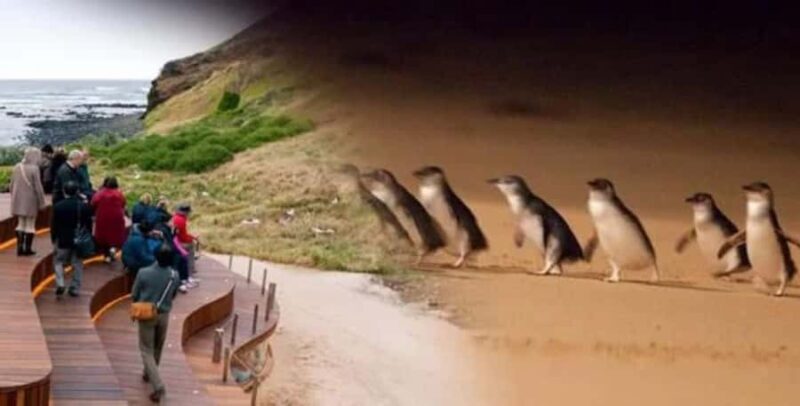 From Melbourne: Phillip Island Penguin Parade Private Tour - Why This Tour Stands Out