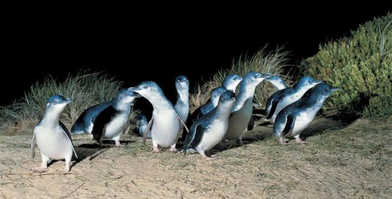 From Melbourne: Phillip Island Penguin Parade Private Tour - What Else to Know