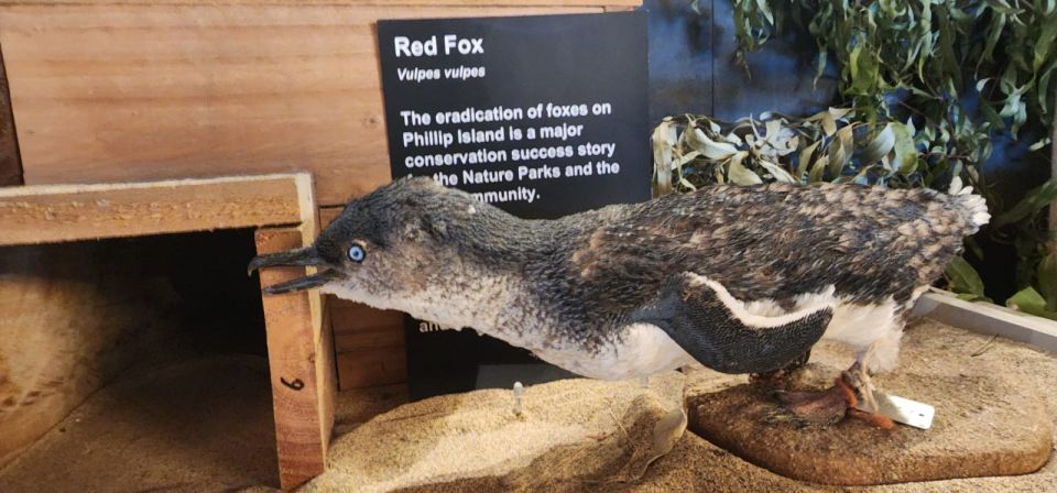 From Melbourne: Phillip Island Penguin Parade Private Tour - Key Points