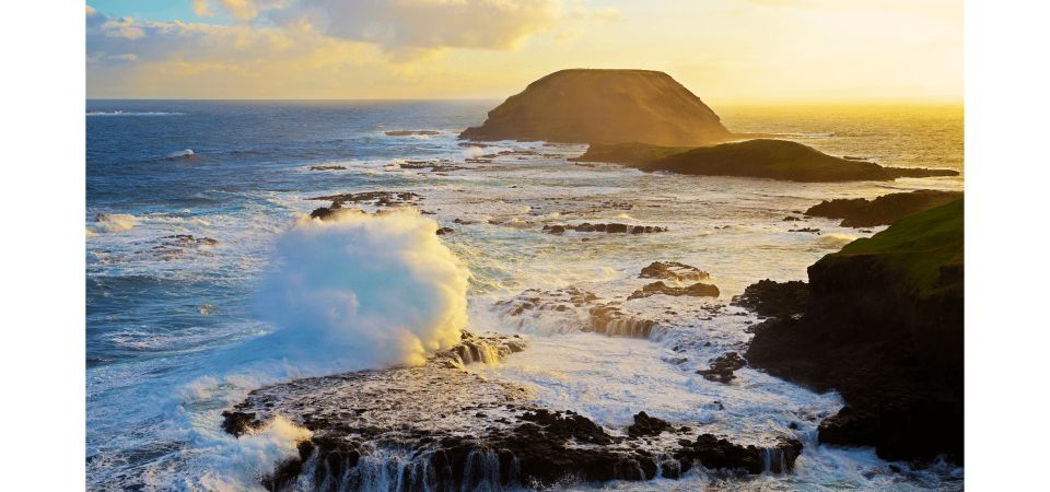 From Melbourne: Phillip Island Penguin Parade Tour - Tour Highlights