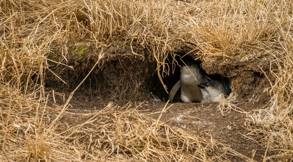 From Melbourne: Phillip Island Penguin Parade Tour - Tour Inclusions