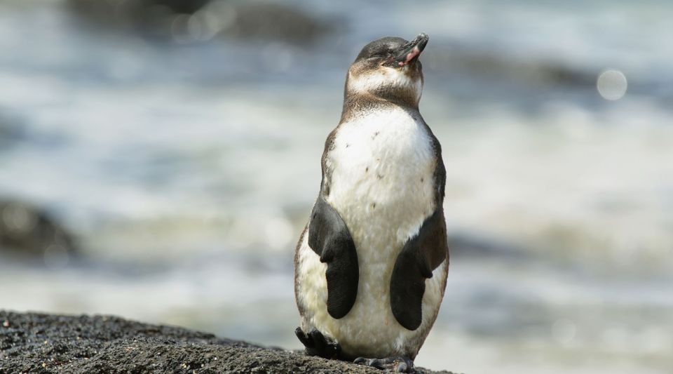 From Melbourne: Phillip Island Penguin Parade Tour - Frequently Asked Questions