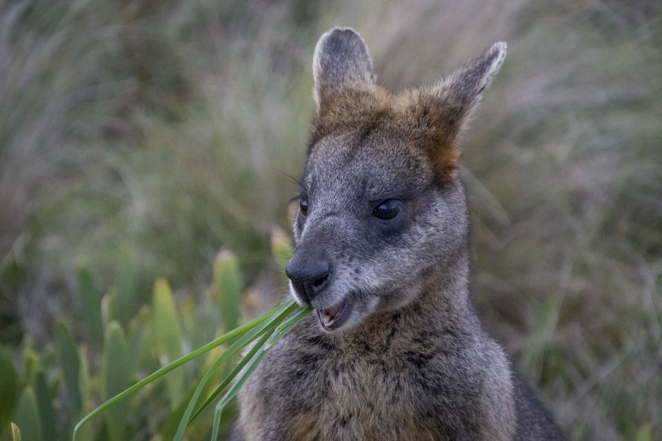 From Melbourne: Private Phillip Island Tour 11-Hour LGBTQ+ - Tour Description