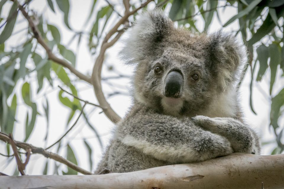 From Melbourne: Private Phillip Island Tour 11-Hour LGBTQ+ - Additional Information