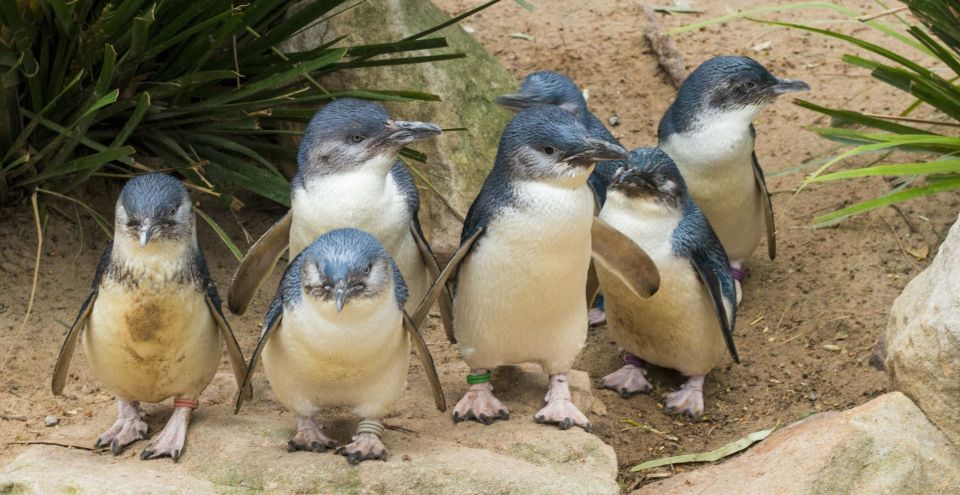 From Melbourne: Puffing Billy and Penguin Parade Combo Tour - Experience Highlights
