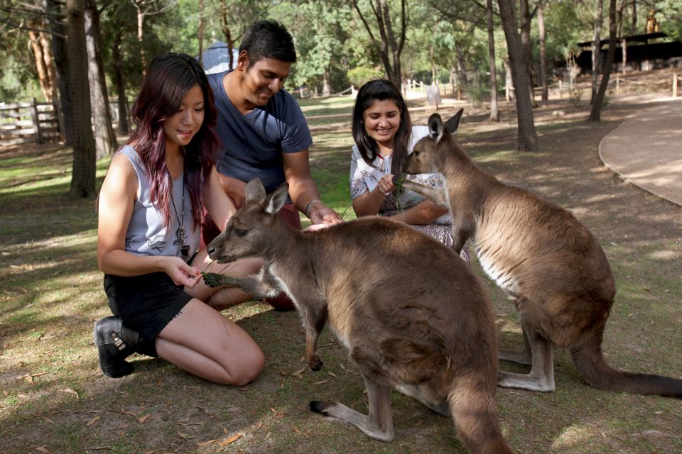 From Melbourne: Puffing Billy Steam Train & Wildlife Tour - Key Points