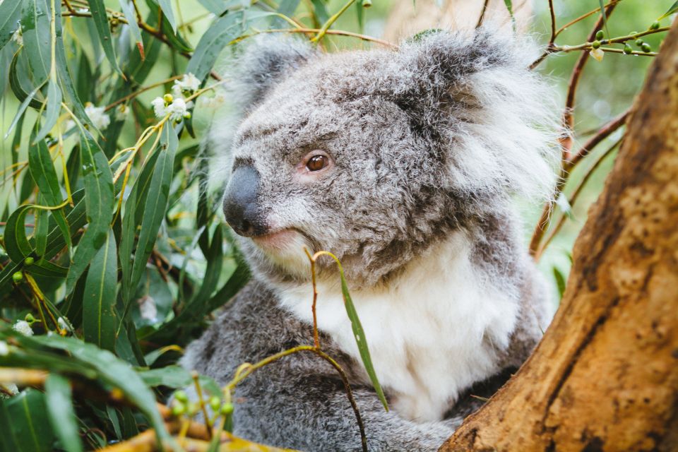 From Melbourne: Puffing Billy Steam Train & Wildlife Tour - Frequently Asked Questions