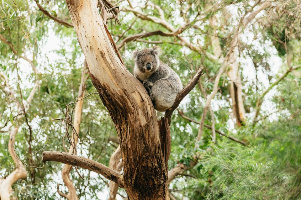 From Melbourne: Small-Group Great Ocean Road Day Trip - Frequently Asked Questions