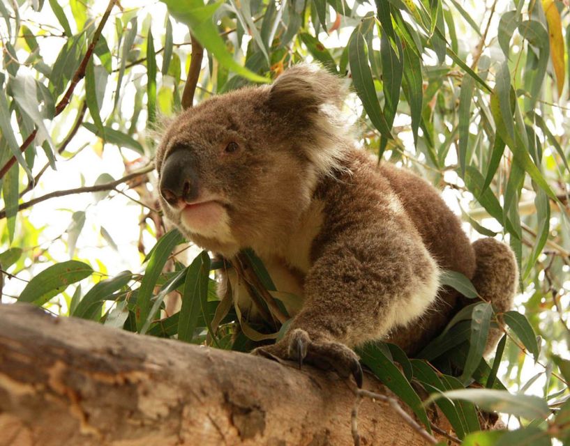 From Melbourne: Small Group Great Ocean Road Tour - Experience Description