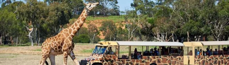 From Melbourne: Werribee Open Range Zoo & Werribee Mansion - Practical Tips for Travelers