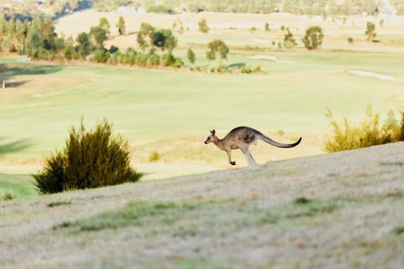 From Melbourne: Yarra Valley Chandon Cheese & Kangaroos Tour - Key Points