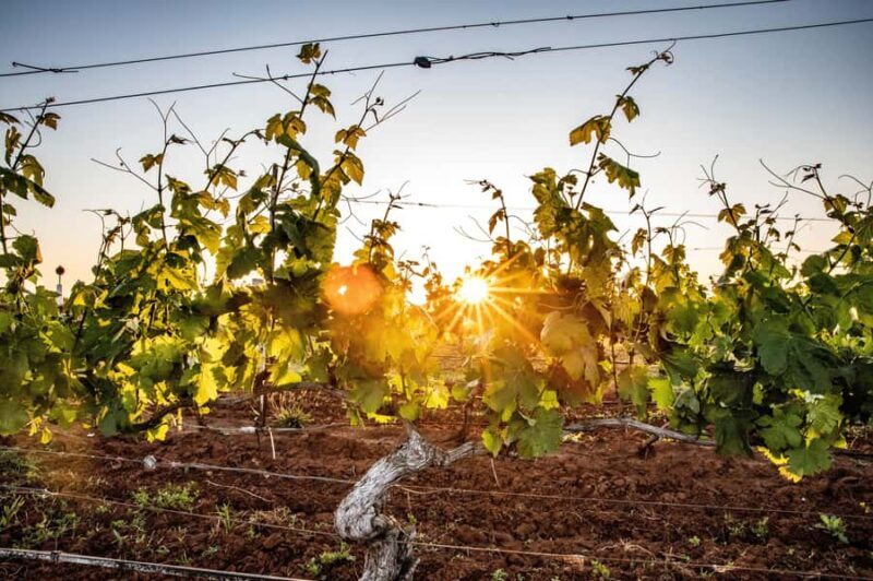 From Melbourne: Yarra Valley Chandon Cheese & Kangaroos Tour - FAQ