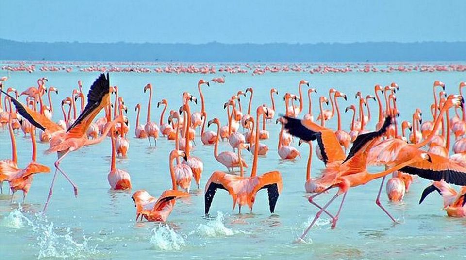 From Merida: Celestun Biosphere Reserve Tour - Key Points