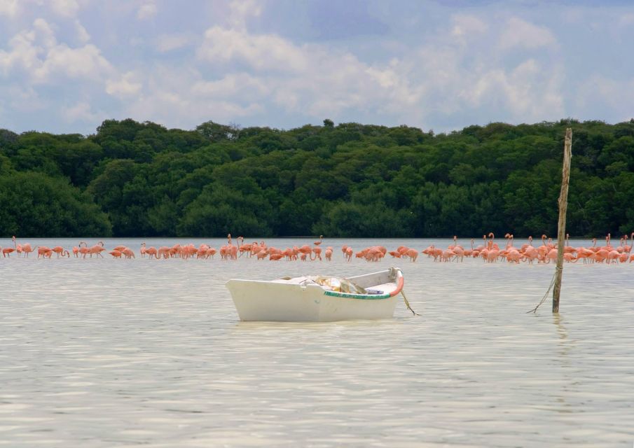 From Merida: Celestun Biosphere Reserve Tour - Resident Pink Flamingos and Birds