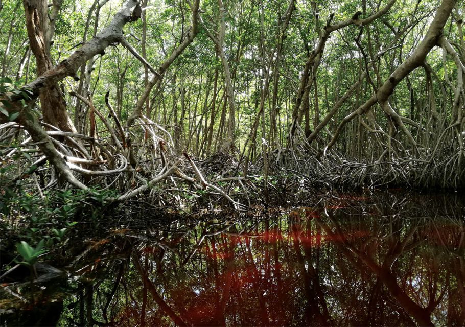 From Merida: Celestun Biosphere Reserve Tour - Mangrove Trails and Ecosystem