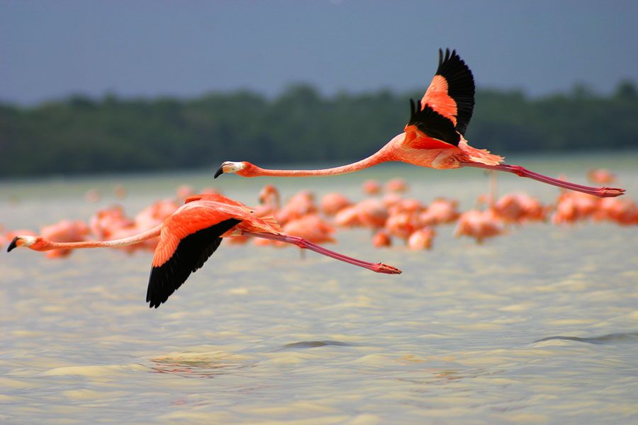 From Merida: Celestun Biosphere Reserve Tour - Swim at Celestun Beach