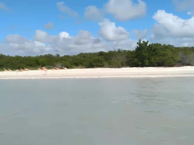 From Merida: Celestun, flamingos and beach - The Experience in Detail