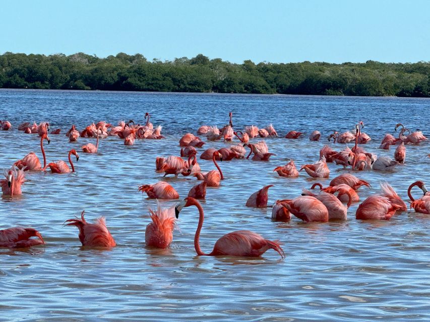 From Merida: Celestun Mangroves, Pink Flamingos and Beach - Lunch at a Beachfront Restaurant