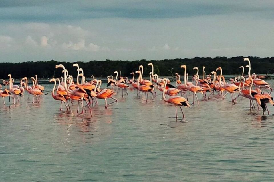 From Mérida: Full-Day Sisal Kayaking Tour With Lunch - Accessibility Considerations