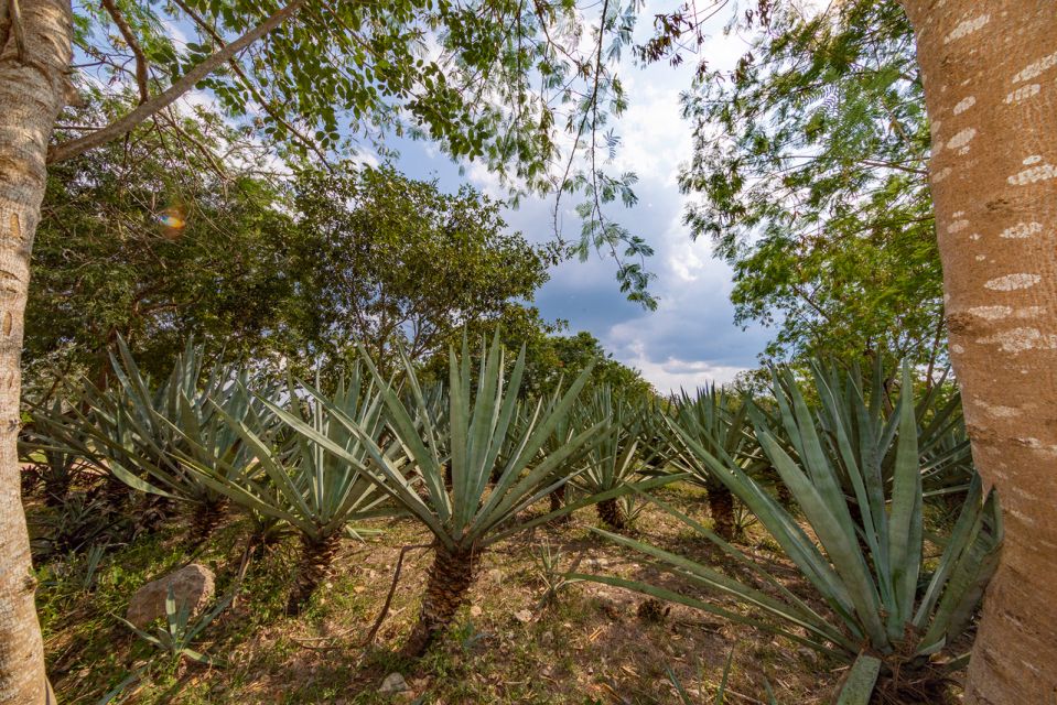 From Merida: Haciendas of Yucatan - Hacienda Sotuta De Peón