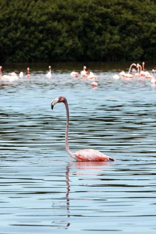 From Merida to Celestún: Biosphere, Flamingos & Beach Escape - FAQs