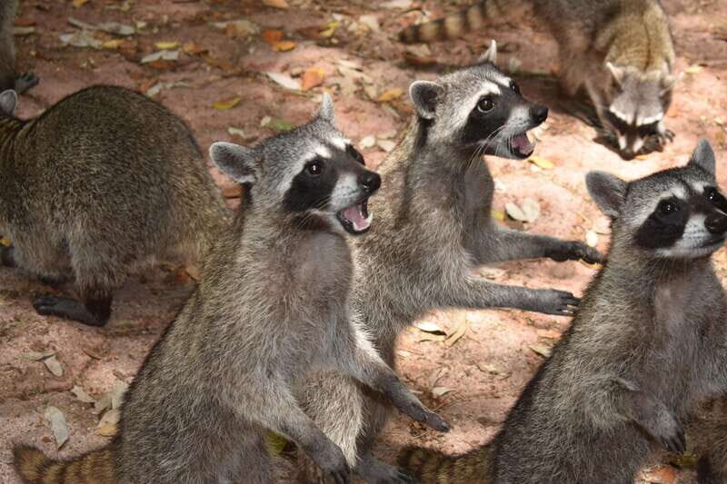 From Merida: Transfer to Celestun and Sisal - An In-Depth Look at the Tour