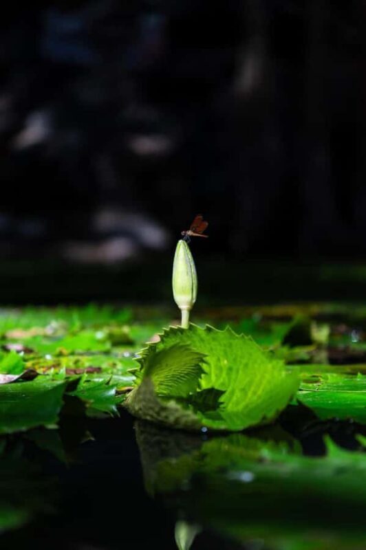 From Mérida:Explore 4 Rural Cenotes with a Traditional lunch - Why Choose This Tour?
