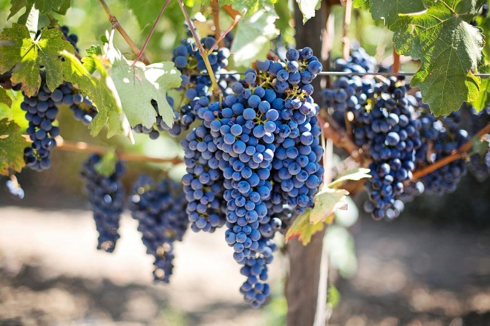 From Messina Day Tour To Etna Volcano, Winery and Taormina - Key Points