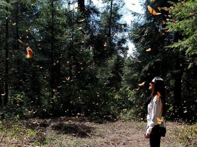 From Mexico City: 7-Day Monarch Butterfly Tour - Authentic Experiences and Traveler Feedback