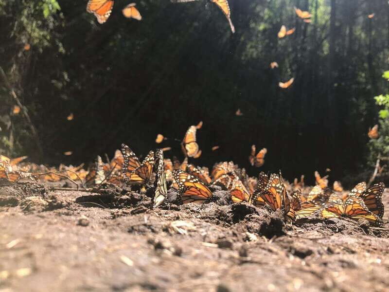 From Mexico City: 7-Day Monarch Butterfly Tour - Conclusions: Is This Tour Right for You?