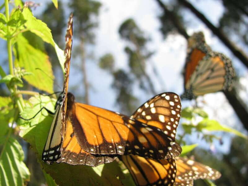 From Mexico City: 7-Day Monarch Butterfly Tour - FAQ
