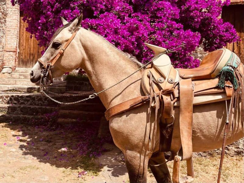 From Mexico City: Horseback Riding in Mexico - Who Should Book This Tour?