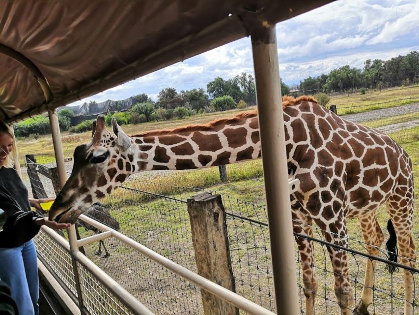 From Mexico City: Teotihuacan Tour & Reino Animal For Kids - Cancellation Policy