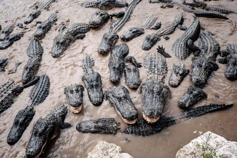 From Miami: Everglades Airboat Gator Spotting Tour - Authenticity and Audience