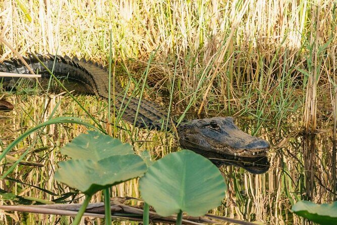 From Miami: Everglades at Night with Airboat and Alligators Tour - Who Should Consider This Tour?
