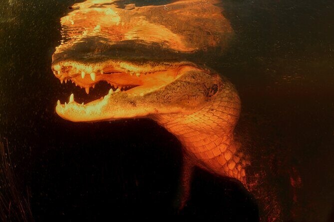 From Miami: Everglades at Night with Airboat and Alligators Tour - Final Thoughts