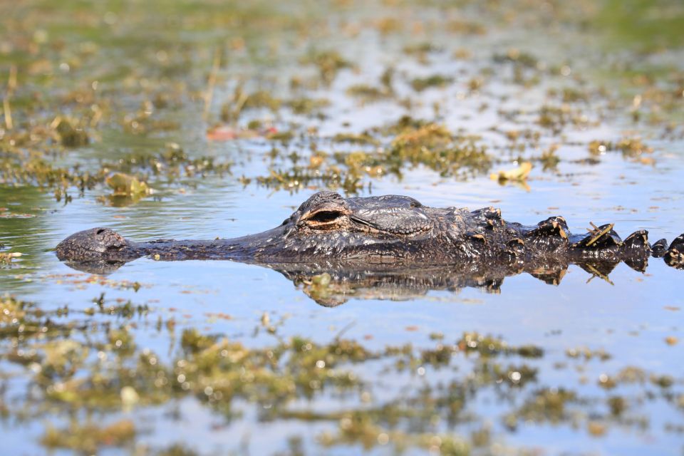 From Miami: Everglades Tour W/ Wet Walk, Boat Trips, & Lunch - 10,000 Islands Boat Tour
