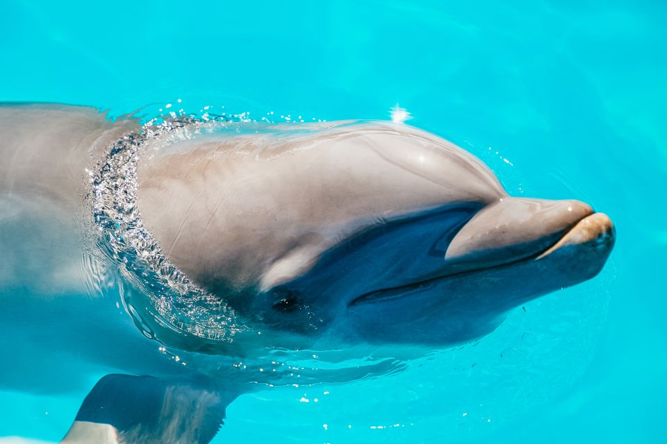 From Miami: Key West Day Trip - Optional Activities