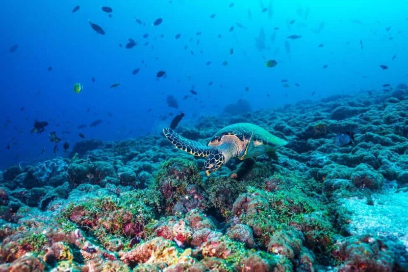 From Miami: Roundtrip Bimini Ferry with Hotel Transfers - Final Thoughts