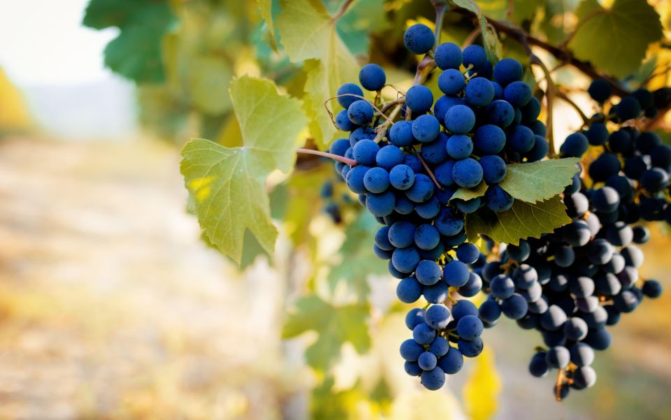 From Milan: Barolo Wine Tasting, Alba Tour and Castle Visit - Panoramic Castle Views