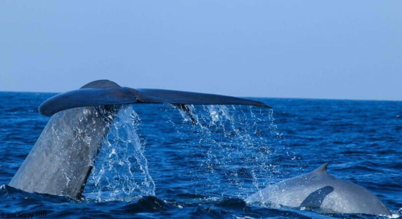 From Mirissa: All Inclusive Whales & Dolphin Watching Tour - Why Choose This Whale Watching Tour in Mirissa?
