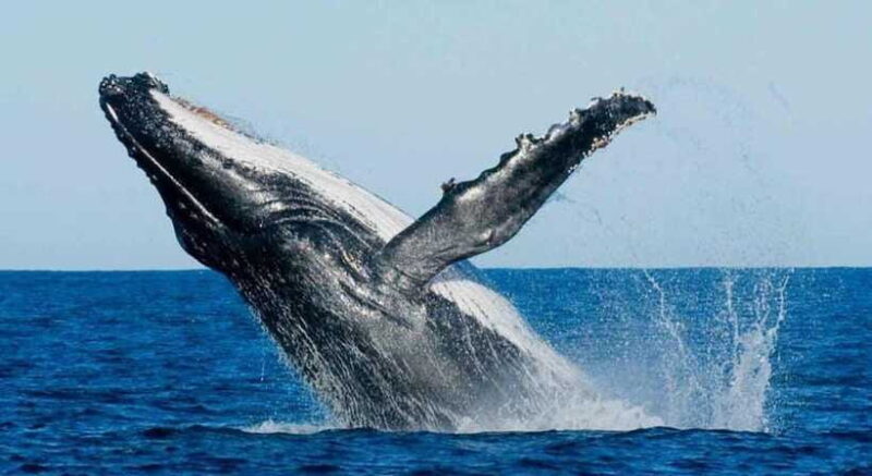 From Mirissa: All Inclusive Whales & Dolphin Watching Tour - The Value of the Experience
