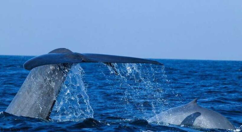 From Mirissa: All Inclusive Whales & Dolphin Watching Tour - Who Would Enjoy This Tour?
