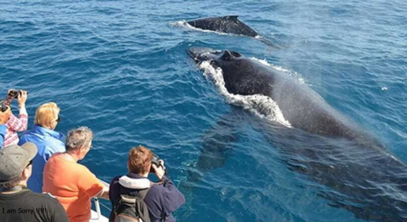 From Mirissa: All Inclusive Whales & Dolphin Watching Tour - The Sum Up