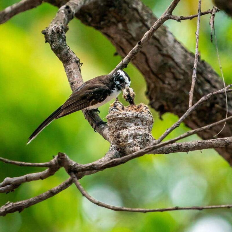 From Mirissa/ Galle/ Hikkaduwa - Yala Leopard Safari Tour - Who Should Consider This Tour?
